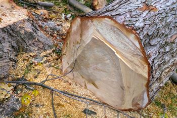 Wycinka na własnej posesji może słono kosztować. Nawet 15 tys. kary