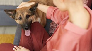 Pierwsze dni po adopcji psa mogą być mylące. Badanie ponad 5 tys. adopcji