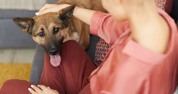 Pierwsze dni po adopcji psa mogą być mylące. Badanie ponad 5 tys. adopcji