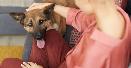 Pierwsze dni po adopcji psa mogą być mylące. Badanie ponad 5 tys. adopcji
