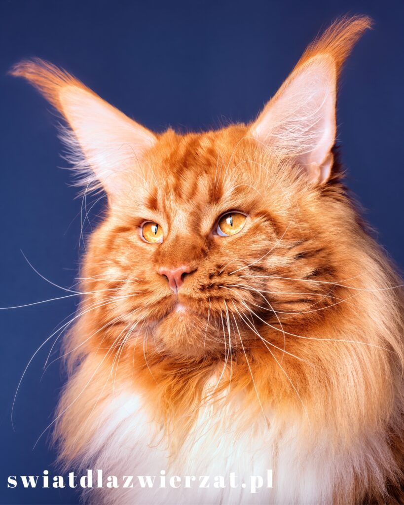 duże koty maine coon pyszczek