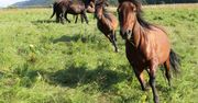 Mają 2,5 tys. lat. Znaleziono je w okolicach Torunia