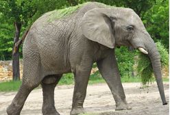 Warszawskie ZOO. Brama warszawskiego ogrodu zoologicznego ponownie otwarta dla odwiedzających