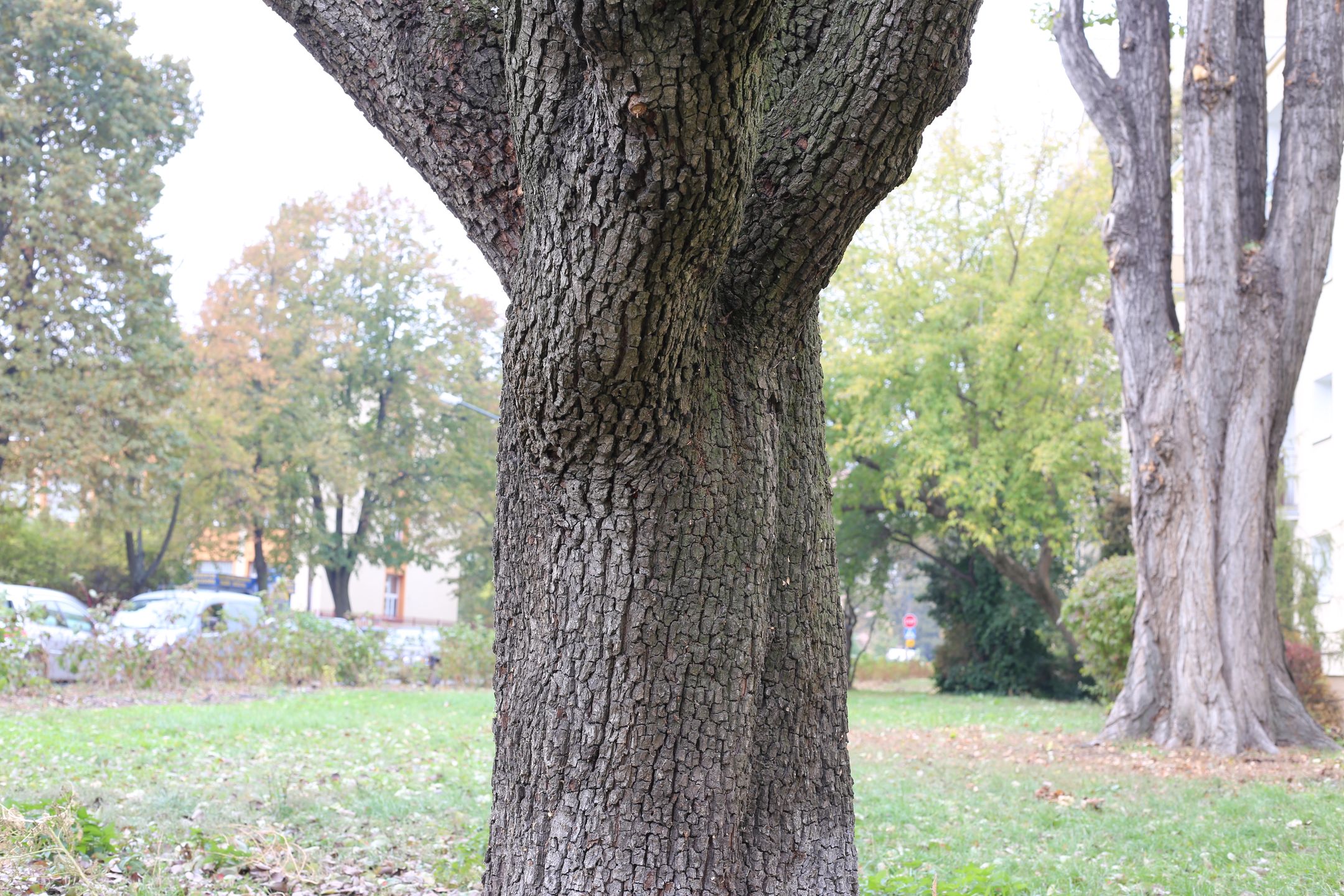 Canon EF 50 mm f/1.8 STM - niedroga przepustka do poważnej fotografii [recenzja] 20