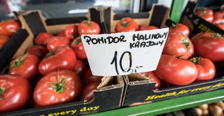 Co się stało z pomidorami w Polsce? "Taka cena to jest w lipcu, nie w maju"