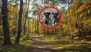 Takie odkrycie w lesie. 72-latka szybko wpadła. Skandal