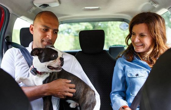 Uber Pets - przejazdy z myślą o zwierzętach