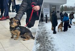 Niesamowita akcja w Krakowie. Ponad 100 psów znalazło dom