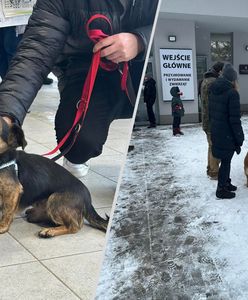 Niesamowita akcja w Krakowie. Ponad 100 psów znalazło dom