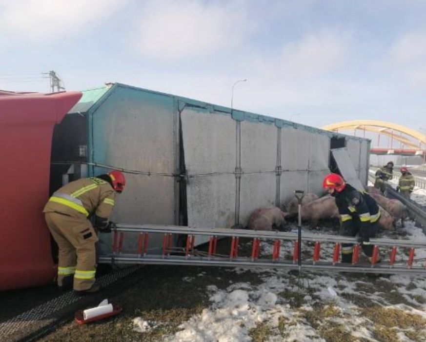 Autostrada A1. Na skutek wypadku na autostradzie znalazły się zwierzęta