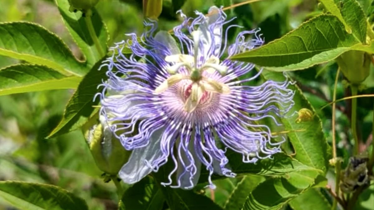 Passiflora to roślina, która łagodzi stres i napięcie bez otępienia.