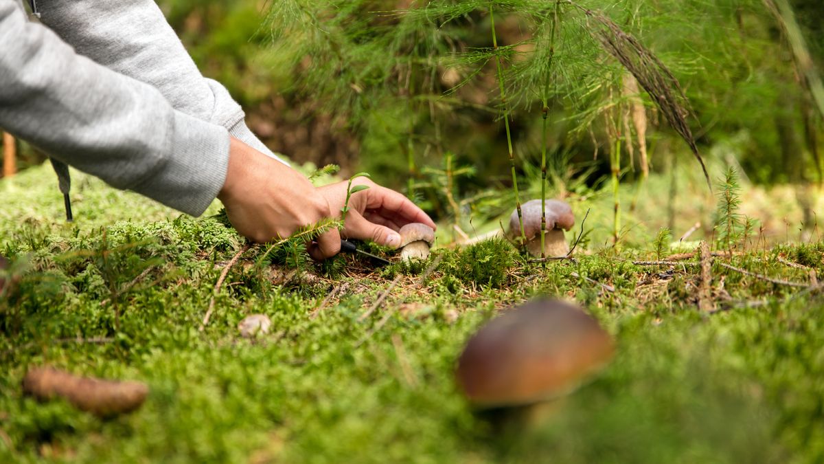 Grzybiarze już mogą ruszać do lasów 