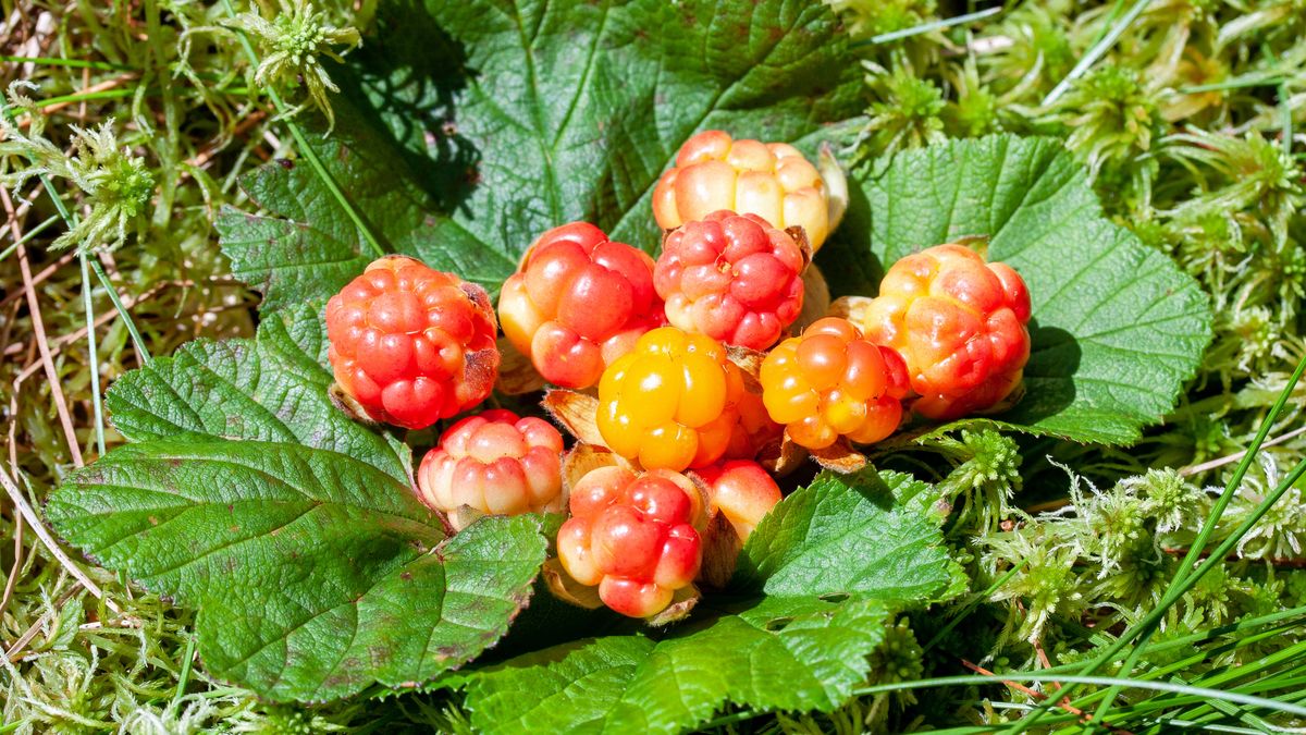 Maliny moroszki są mniejsze i mają inny kolor niż te, które dobrze znamy. 