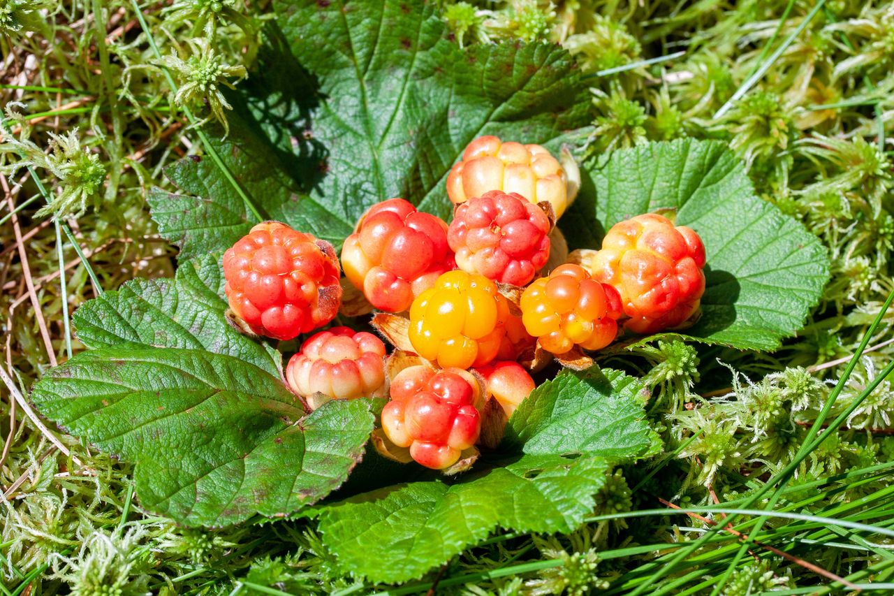 Cloudberries are smaller and have a different colour than the ones we are familiar with.