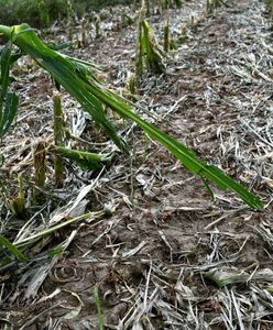Rolnicy mają problem. Minister wskazał, gdzie największy