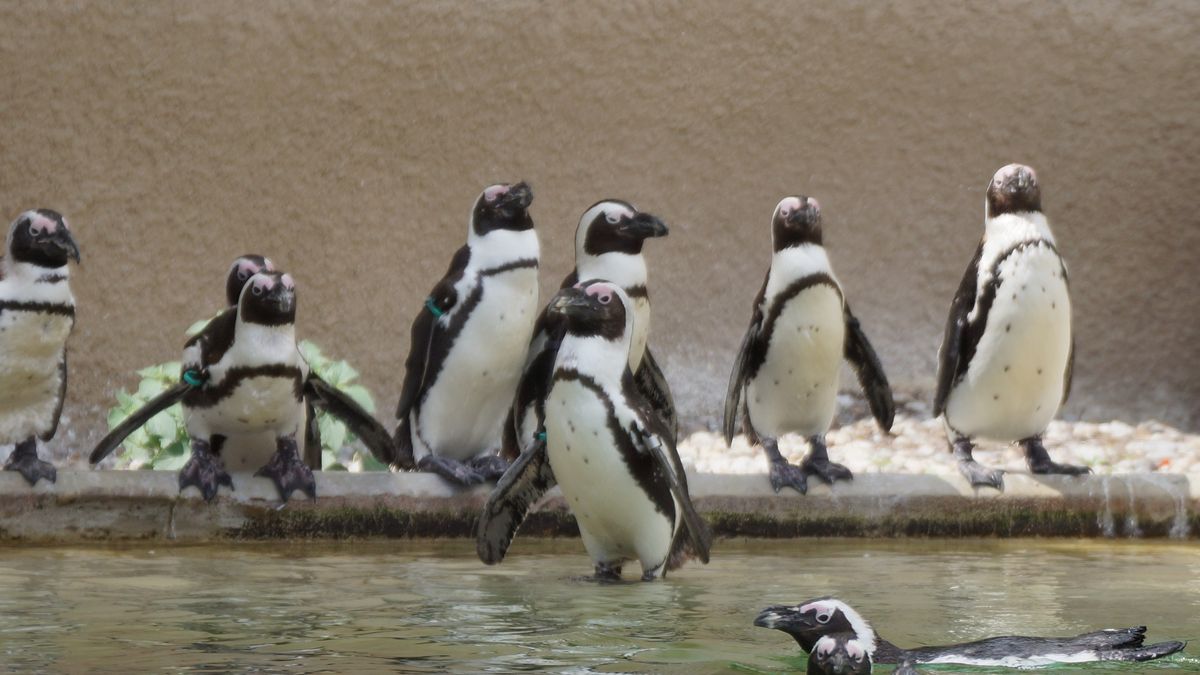 Turyści uwielbiają oglądac pingwiny przylądkowe 