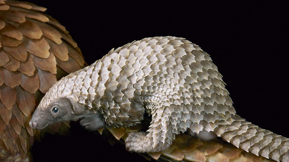 Tim Flach fotografuje zagrożone gatunki zwierząt jak gwiazdy 1