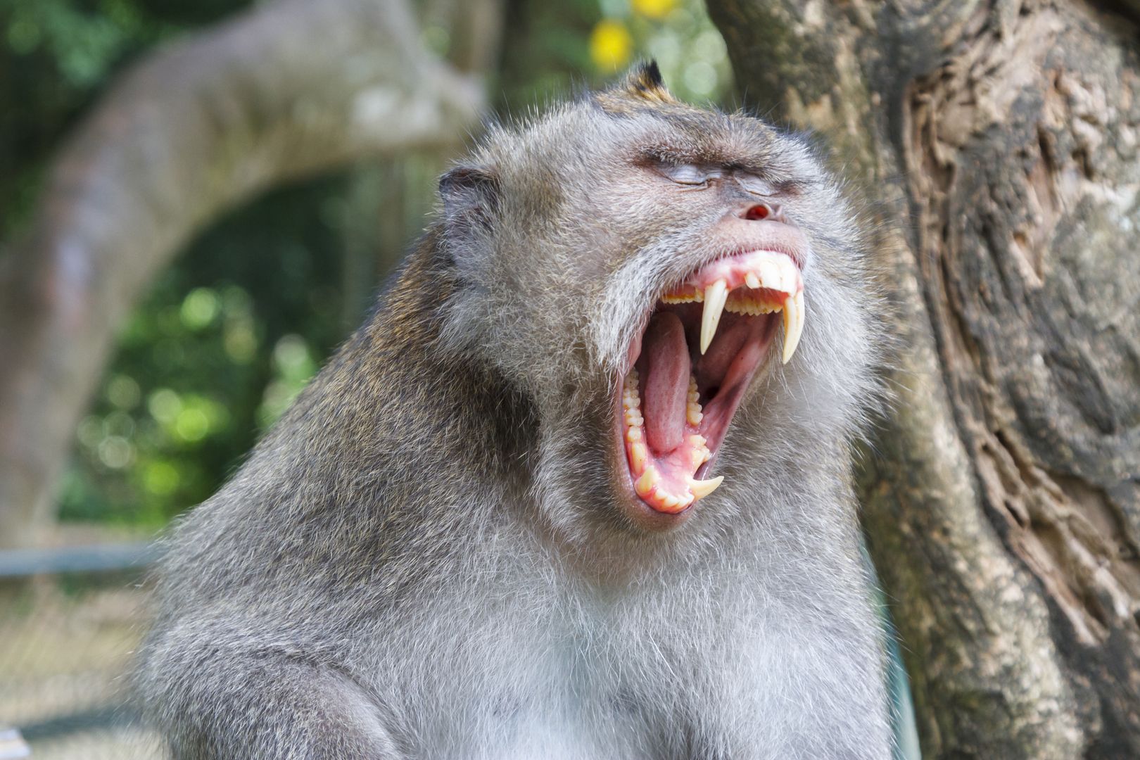 Terroryzują mieszkańców Indonezji. Wygłodniałe małpy stają się bezwzględne