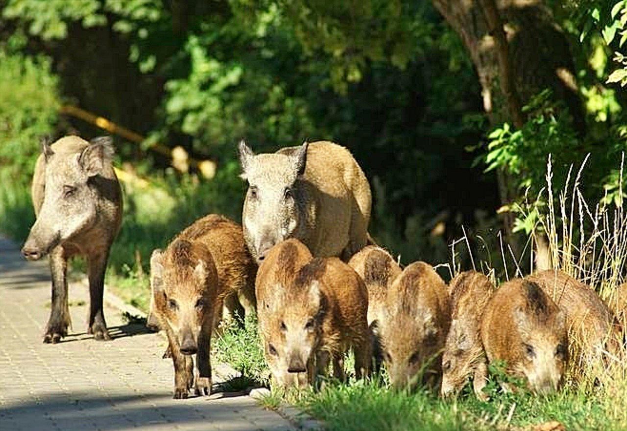 Coraz więcej dzików w miastach. ASF utrudnia ich odławianie