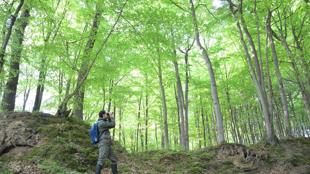 Miłośnicy lasów i zwierząt mogą wylicytować coś idealnego dla si