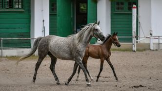 Stadniny koni na dużym minusie. Finanse nigdy nie miały się tak źle