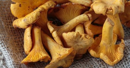 Pieprznik jadalny (kurka) – występowanie, właściwości, zastosowania kulinarne