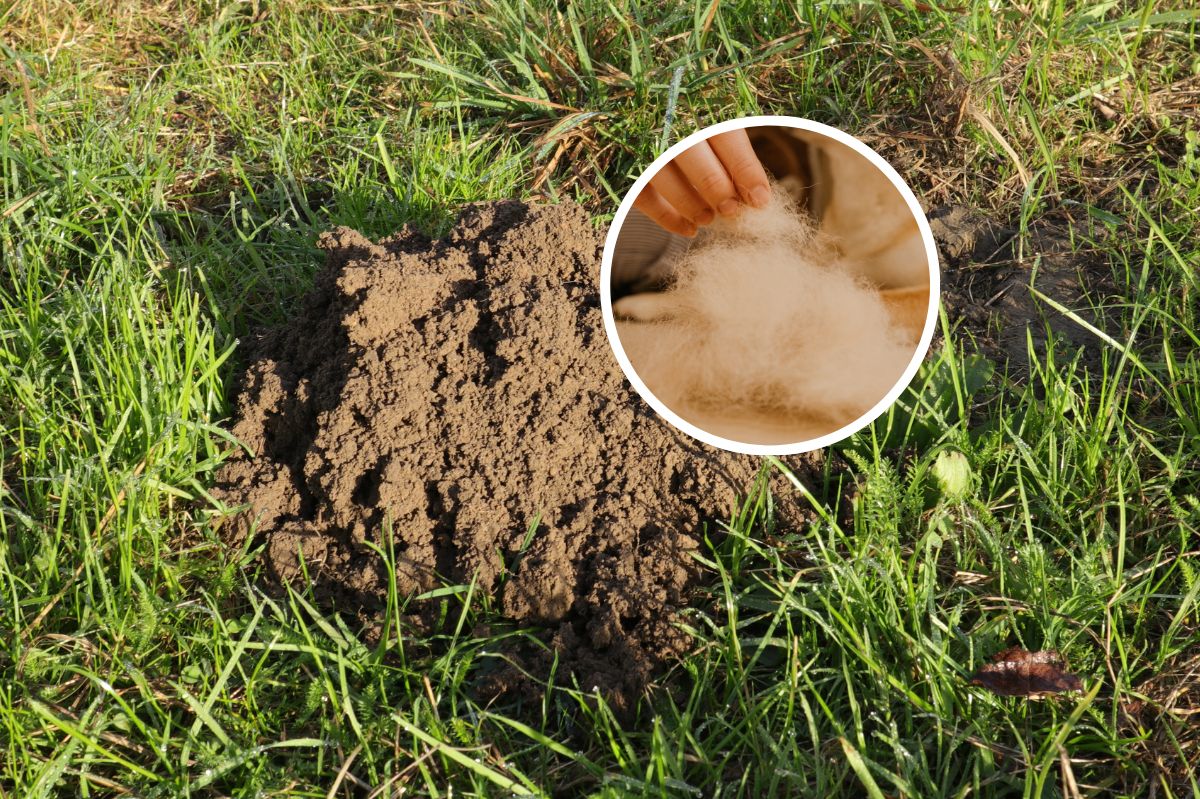 Zrób kulkę i umieść w kopcu. W mig pozbędziesz się kretów