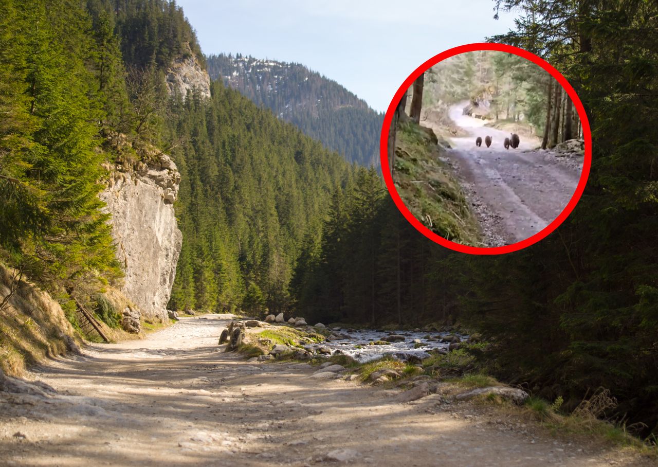 Niezwykłe spotkanie w Dolinie Kościeliskiej. "Cudowny widok... oczywiście z daleka"