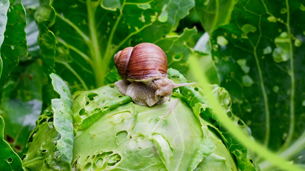 Jak zwalczyć ślimaki domowymi sposobami?