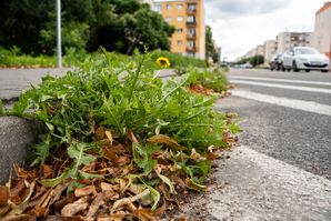 chwasty, zieleń, Piła