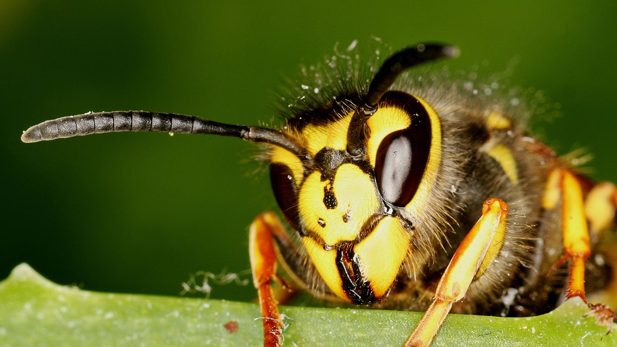 Niezwykłe odkrycie naukowców. Tak ewoluował jad osy