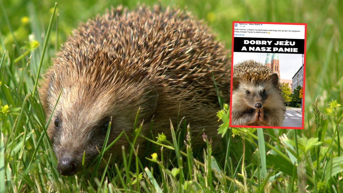 Rybnicki magistrat opublikował na Facebooku mema. W sieci zawrzało. Głos zabrała archidiecezja  