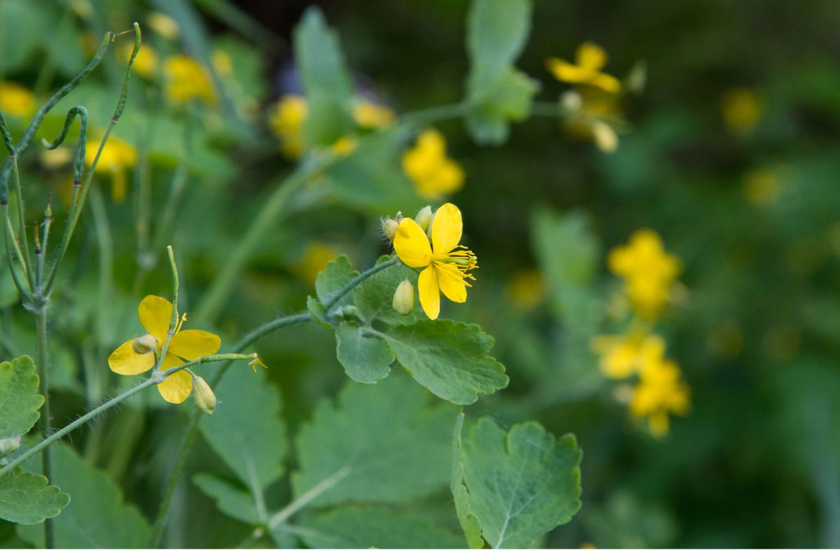 Greater celandine