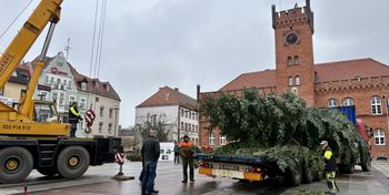 Szczecinek: Wielka choinka już na placu Wolności. Święta coraz bliżej