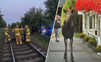 Słynny łoś zginął na torach. Internauci wskazują winnych