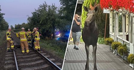Słynny łoś zginął na torach. Internauci wskazują winnych