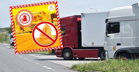 Te melony miały trafić do sprzedaży w Polsce. Odrażające odkrycie