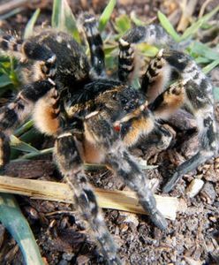 Tarantula ukraińska. Jadowity pająk dotarł do Polski