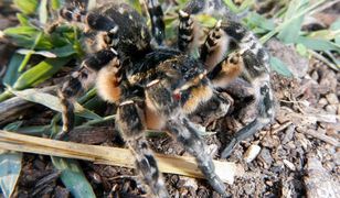 Tarantula ukraińska. Jadowity pająk dotarł do Polski