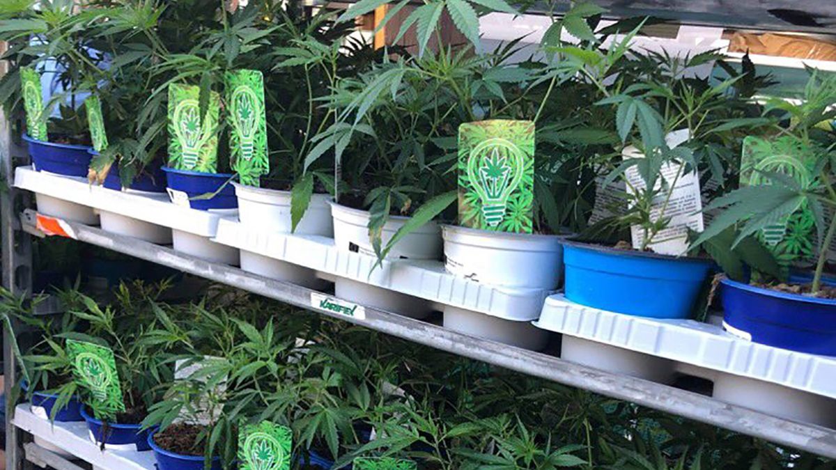 W sklepach ogrodniczych we Francji pojawiły się sadzonki konopi indyjskich
