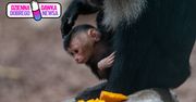 Cud narodzin w łódzkim zoo. Dwie pary zostały rodzicami