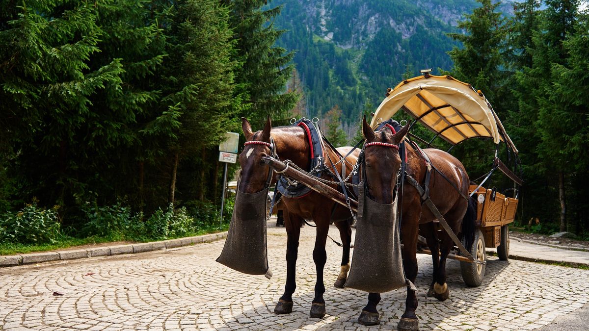 Konie nad Morskie Oko
