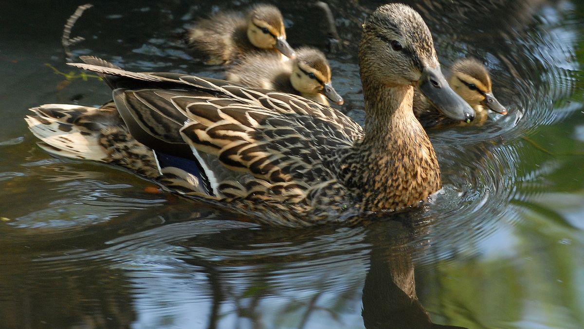 kaczki
Warszawa, 2007-05-05. Kaczka i trzy kacz�tka.
ar/ppr
PAP/Andrzej Rybczy�ski
Andrzej Rybczy�ski
kaczka, kacz�tko, m�ode, ptak, woda