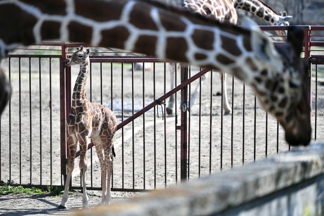 Mała żyrafa urodzona we wrocławskim zoo