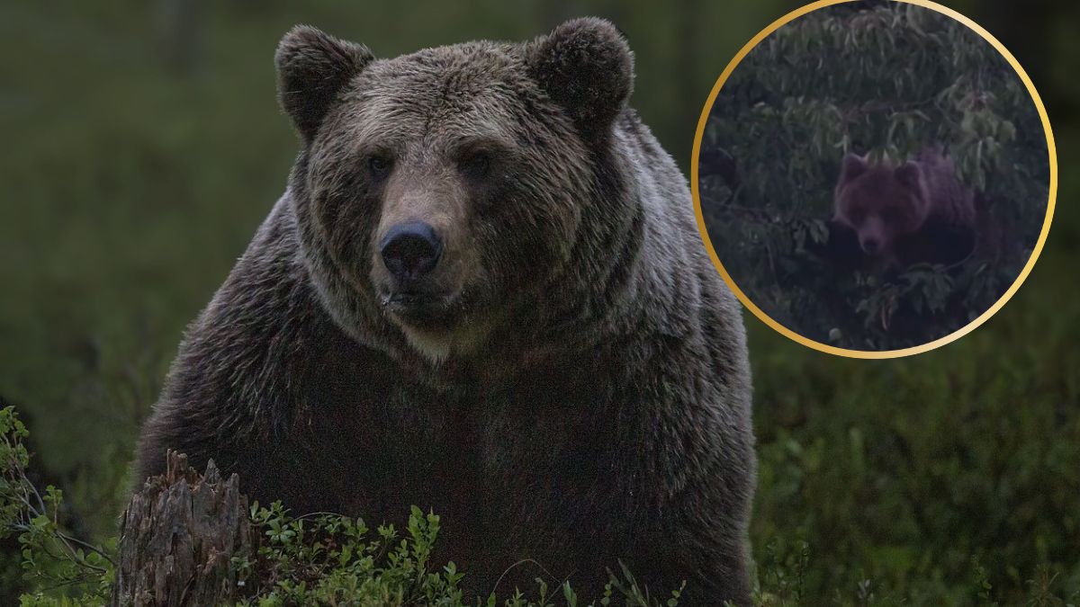 Niedźwiedzie też uwielbiają czereśnie