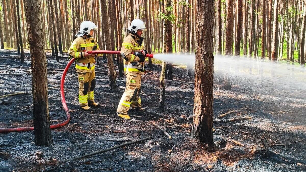 Strażacy gaszą pożar lasu na terenie powiatu janowskiego