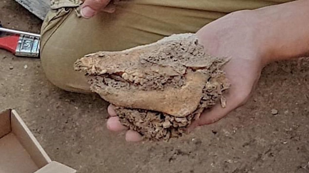 W starożytnym domu w Jerozolimie znaleziono tajemniczy szkielet siedmiomiesięcznej świni sprzed 2 700 lat.