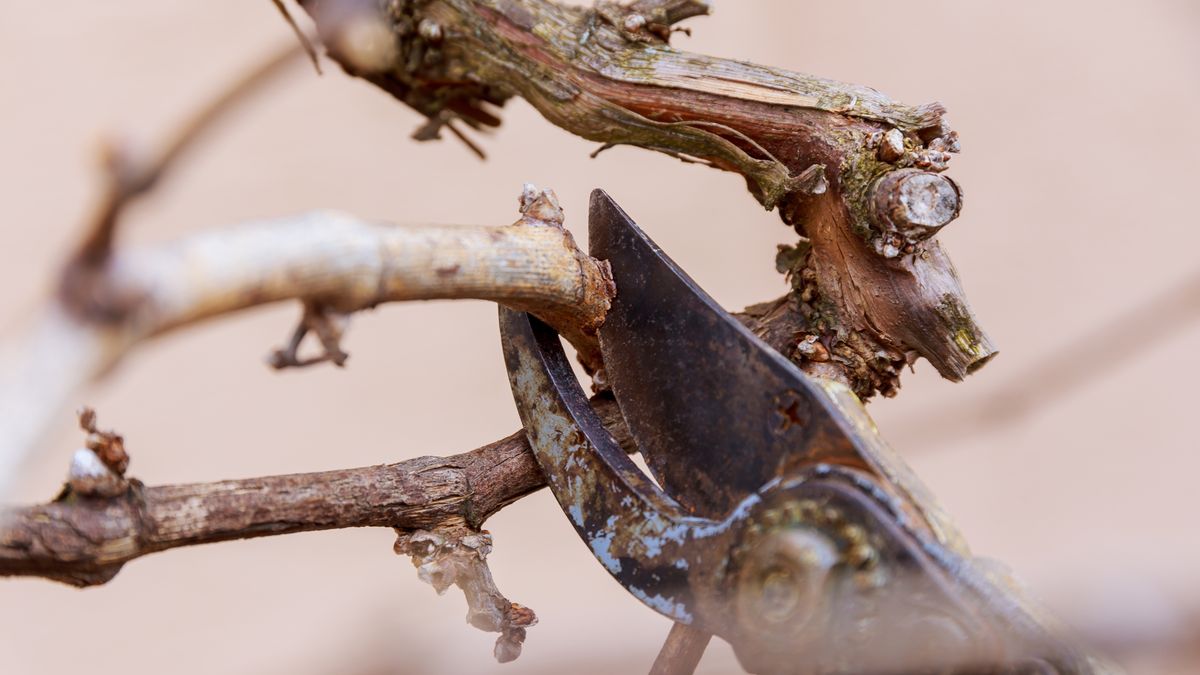 Kiedy przycinać winogrono?