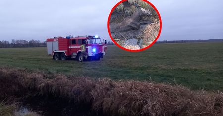 Akcja strażaków. "Natychmiast się oddalił"