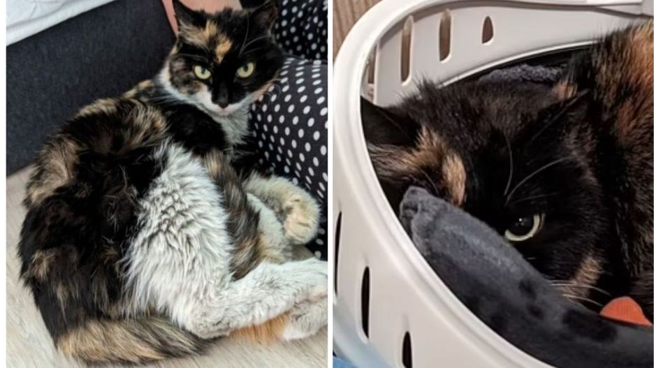 Kot znaleziony w przesyłce